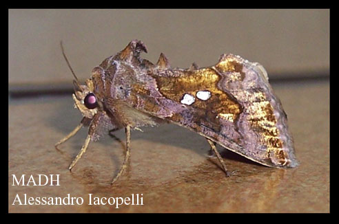 Chrysodeixis chalcites e Autographa gamma